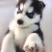 宠物犬
