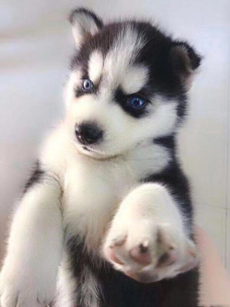 宠物犬