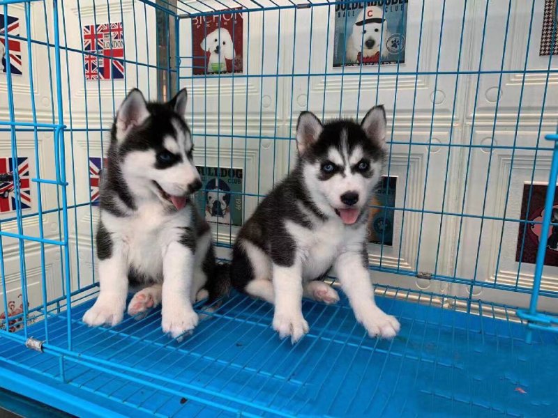 宠物犬