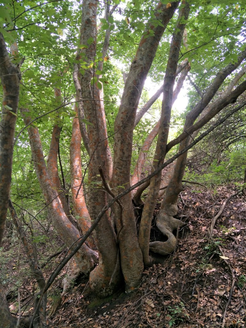 大规格樃榆古桩，精品低价供应！