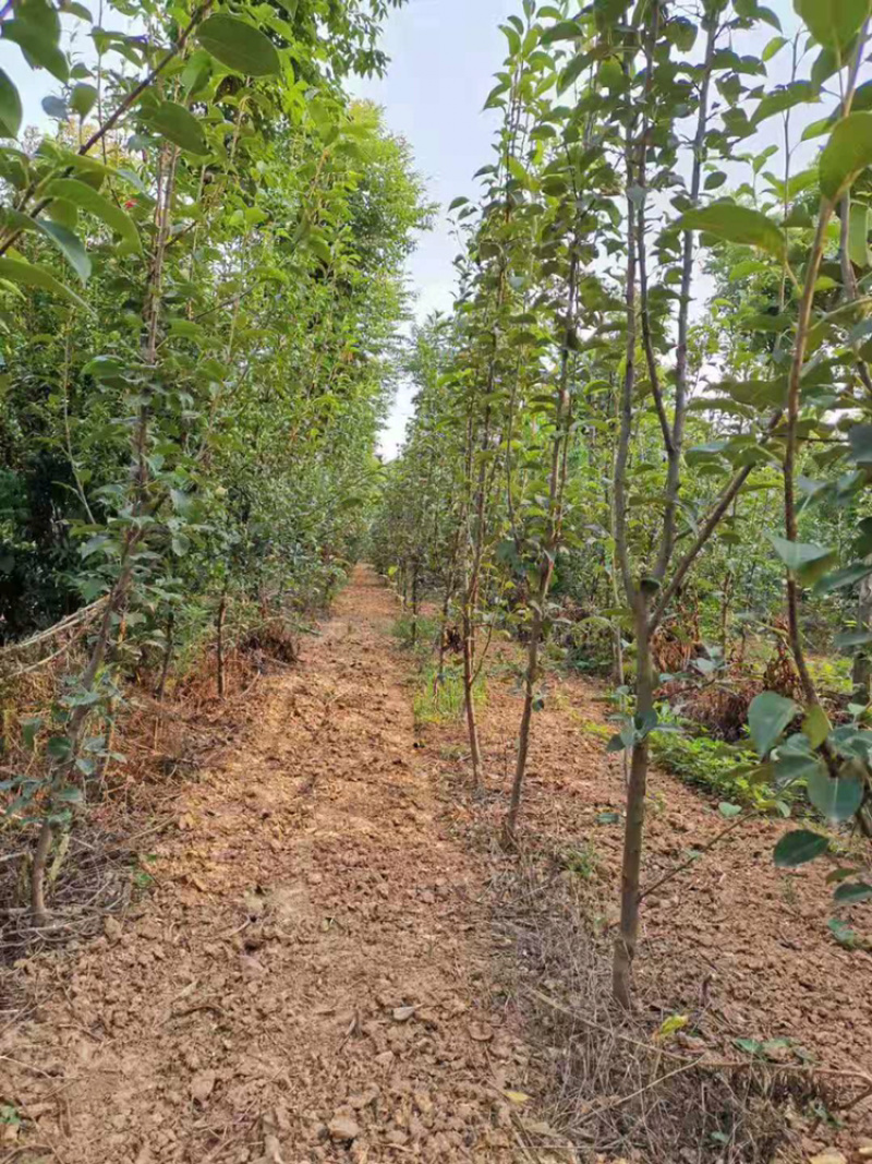 皇冠，汤山酥梨，晚秋黄梨树苗