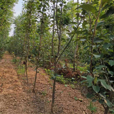 皇冠，汤山酥梨，晚秋黄梨树苗