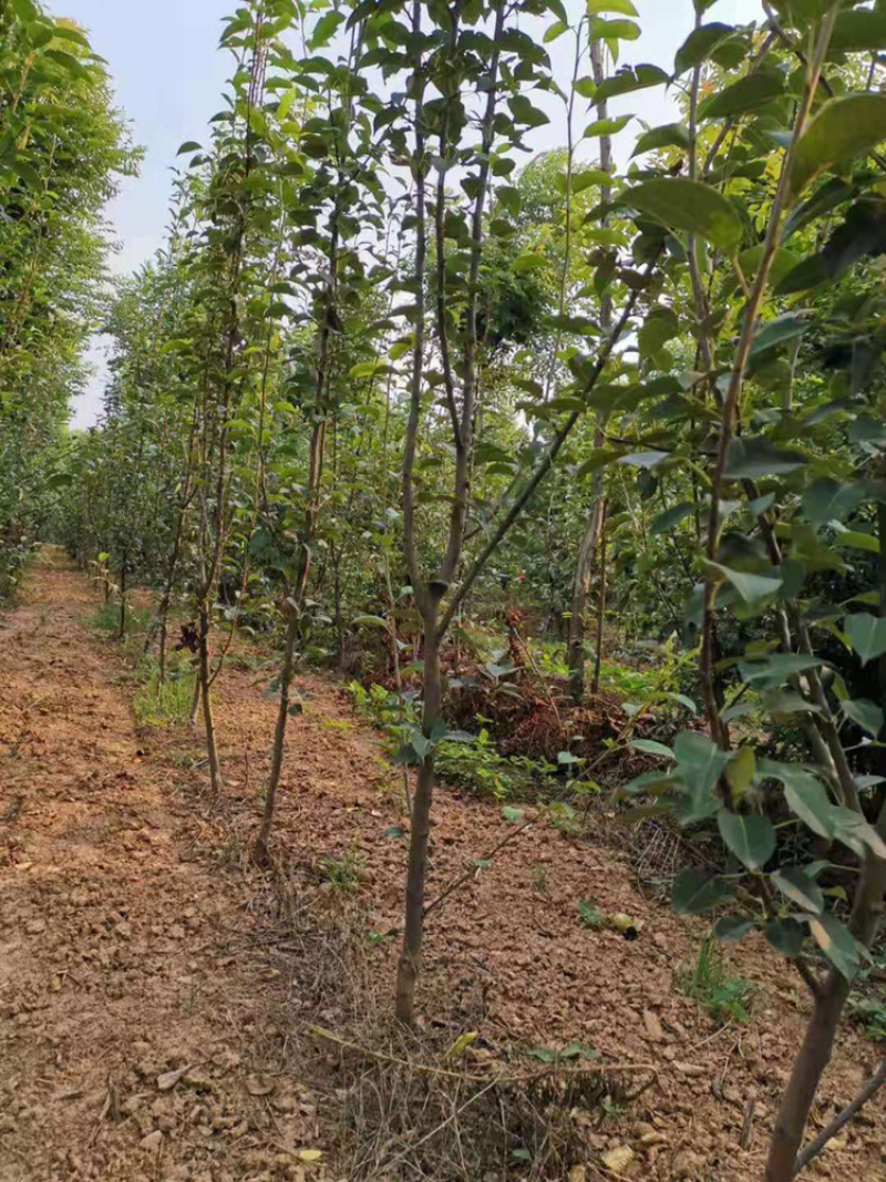 皇冠，汤山酥梨，晚秋黄梨树苗