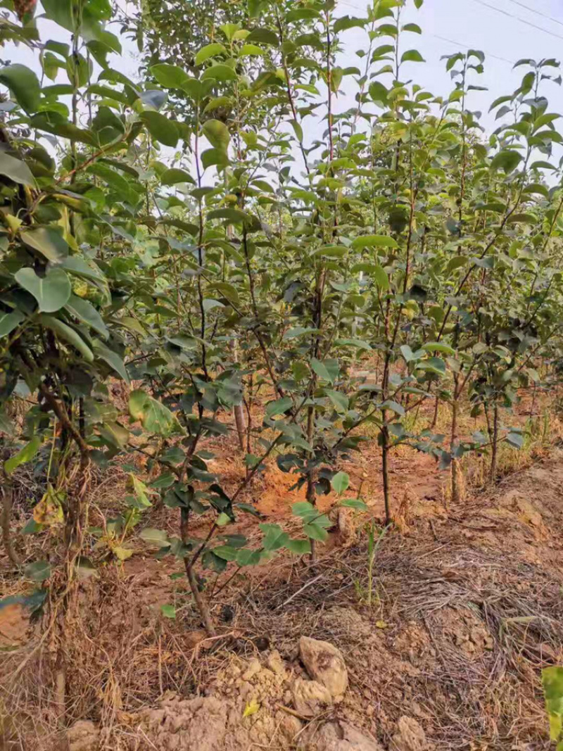 皇冠，汤山酥梨，晚秋黄梨树苗