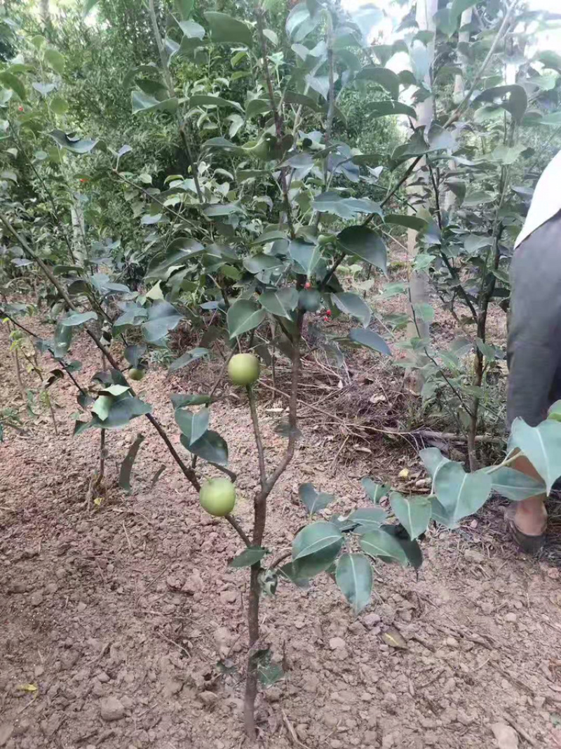 皇冠，汤山酥梨，晚秋黄梨树苗