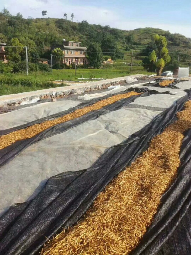 无硫黄花菜，直条黄花菜，针金菜一箱20斤