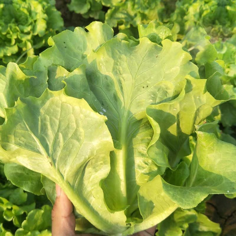 福州永荣意大利生菜种子耐抽苔抗热耐寒高产大田用种全年可种