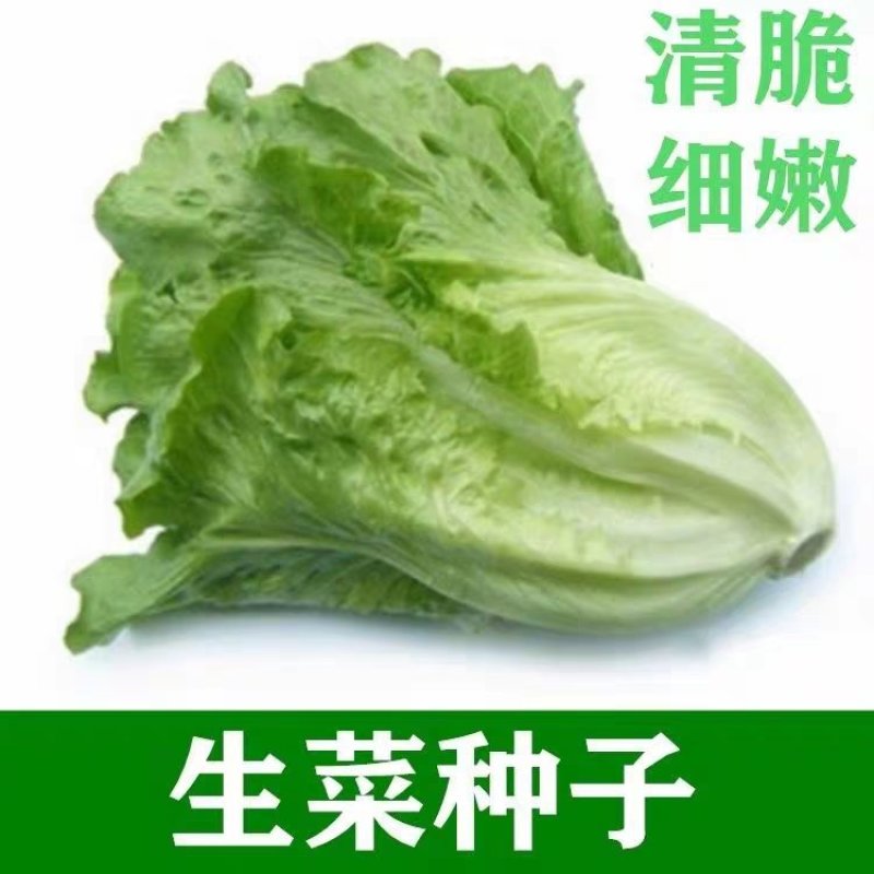 福州永荣意大利生菜种子耐抽苔抗热耐寒高产大田用种全年可种