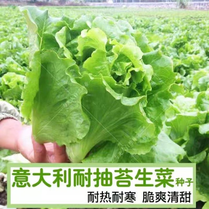 福州永荣意大利生菜种子耐抽苔抗热耐寒高产大田用种全年可种