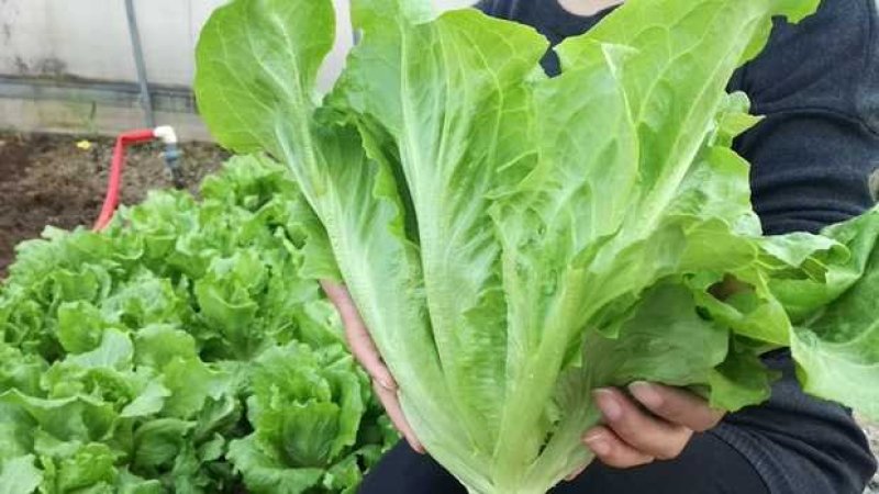 福州永荣意大利生菜种子耐抽苔抗热耐寒高产大田用种全年可种