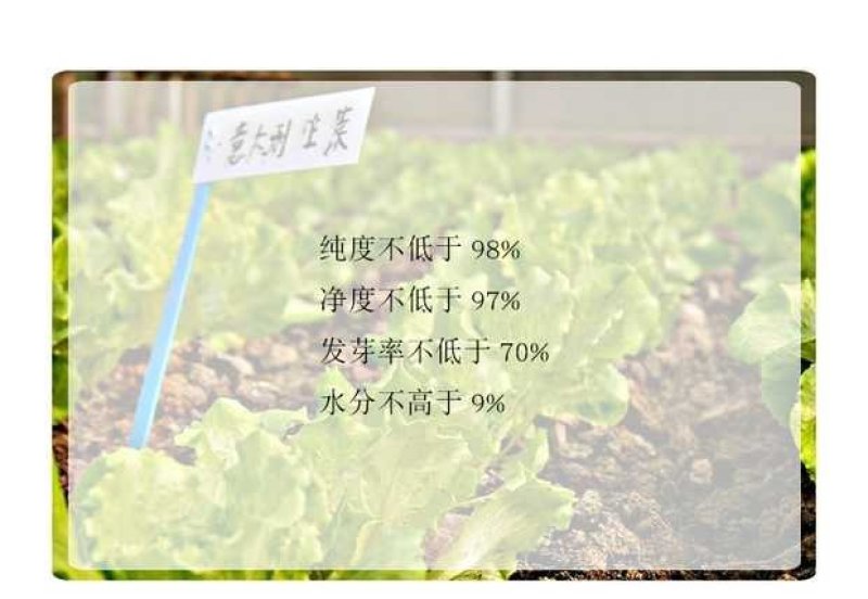 福州永荣意大利生菜种子耐抽苔抗热耐寒高产大田用种全年可种