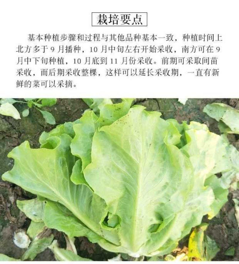 福州永荣意大利生菜种子耐抽苔抗热耐寒高产大田用种全年可种