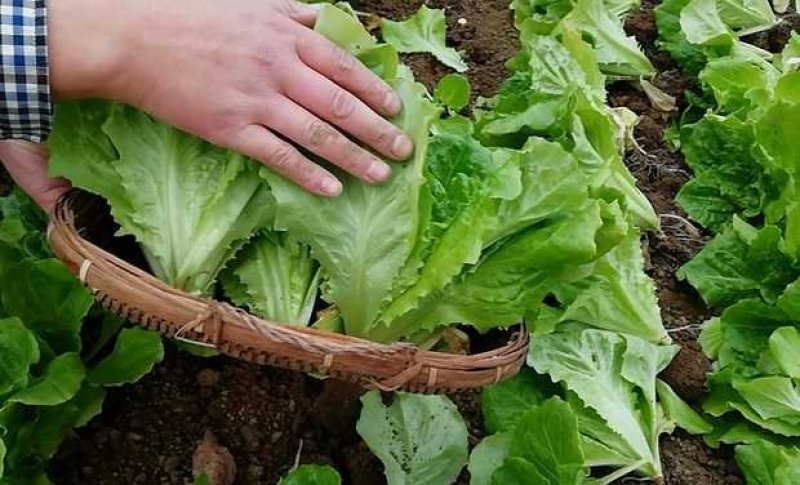 福州永荣意大利生菜种子耐抽苔抗热耐寒高产大田用种全年可种
