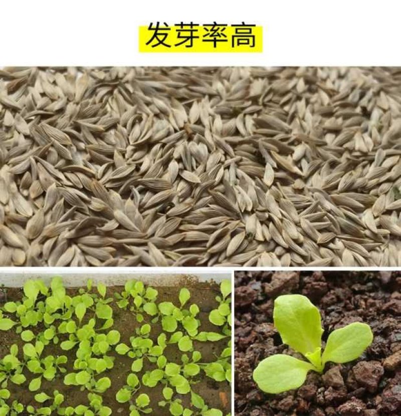 福州永荣意大利生菜种子耐抽苔抗热耐寒高产大田用种全年可种