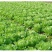 福州永荣意大利生菜种子耐抽苔抗热耐寒高产大田用种全年可种