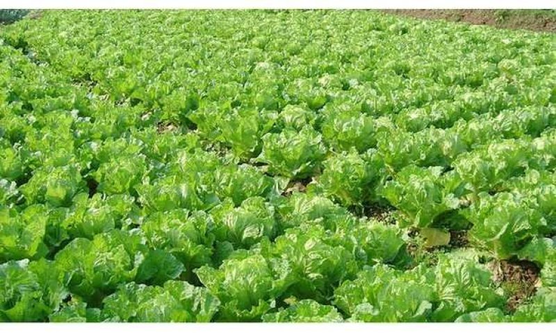 福州永荣意大利生菜种子耐抽苔抗热耐寒高产大田用种全年可种