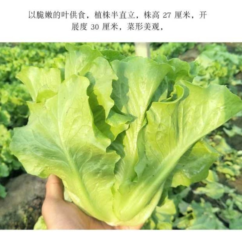 福州永荣意大利生菜种子耐抽苔抗热耐寒高产大田用种全年可种