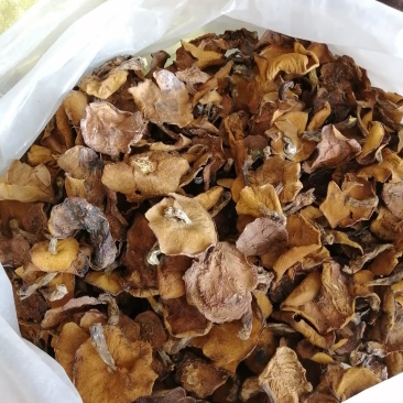 大量出售红蘑干