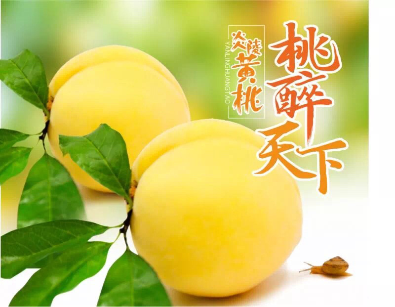 炎陵黄桃精品果1⃣️件代发