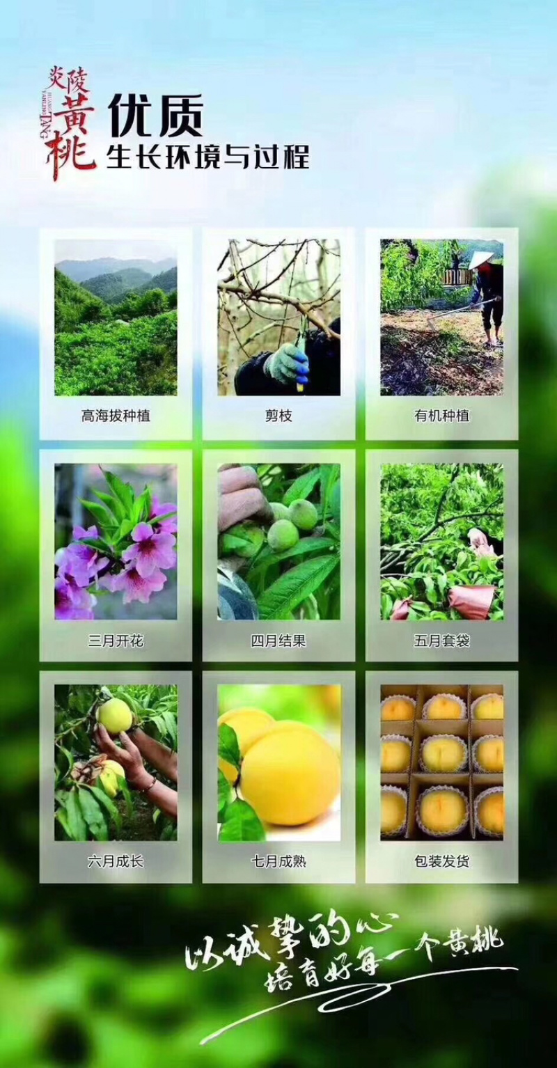 炎陵黄桃精品果1⃣️件代发