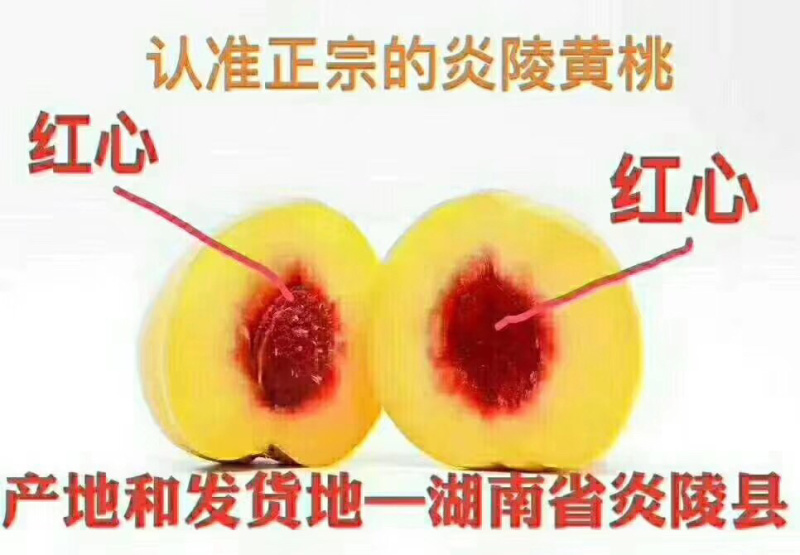炎陵黄桃精品果1⃣️件代发