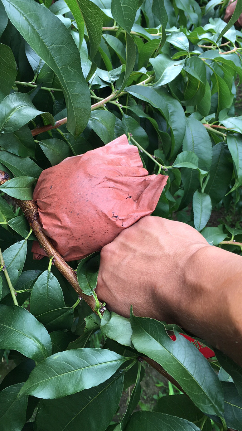 炎陵黄桃精品果1⃣️件代发