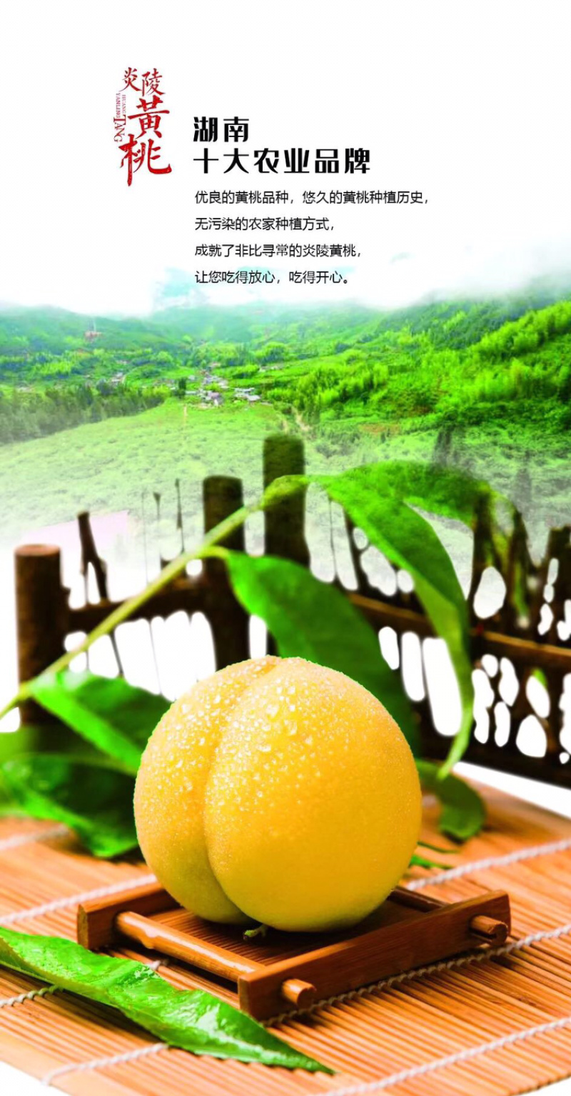 炎陵黄桃10斤装包邮一件代发
