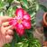 沙漠玫瑰高度10厘米到50厘米福建漳州花卉