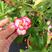 沙漠玫瑰高度10厘米到50厘米福建漳州花卉
