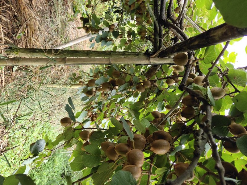 湖南隆回县海拔1300米原生态种植的猕猴桃