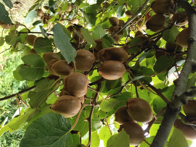 湖南隆回县海拔1300米原生态种植的猕猴桃