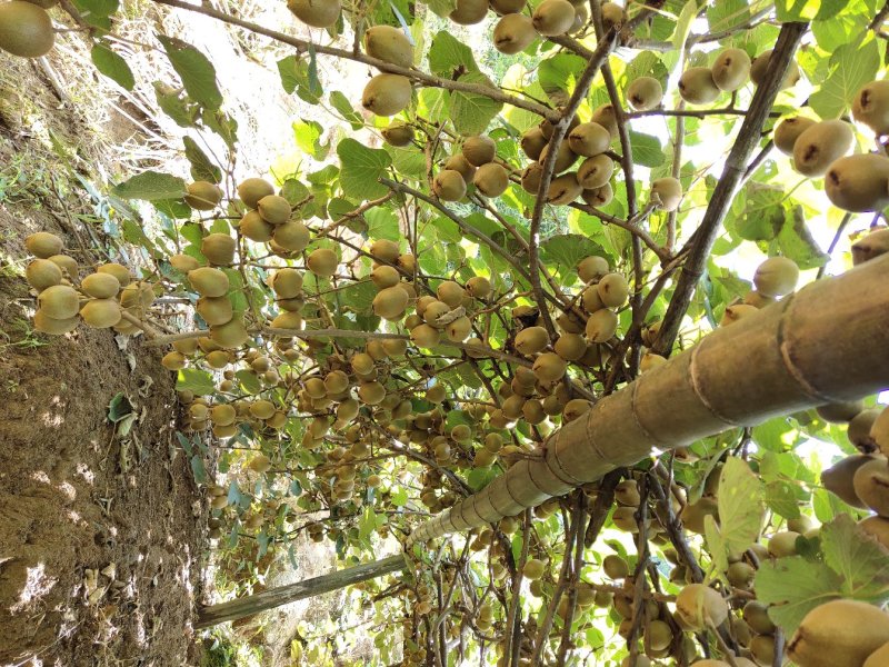 湖南隆回县海拔1300米原生态种植的猕猴桃