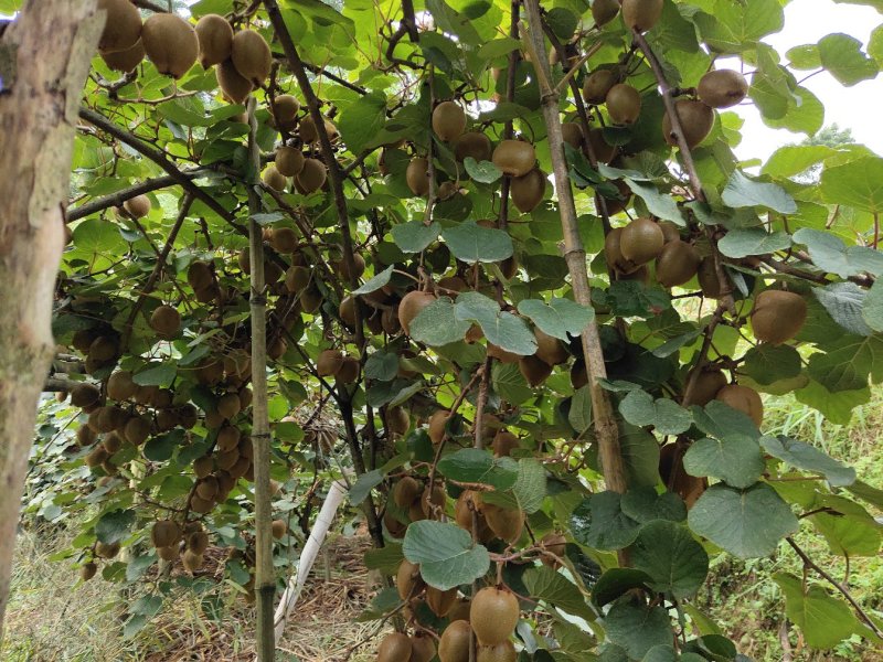 湖南隆回县海拔1300米原生态种植的猕猴桃