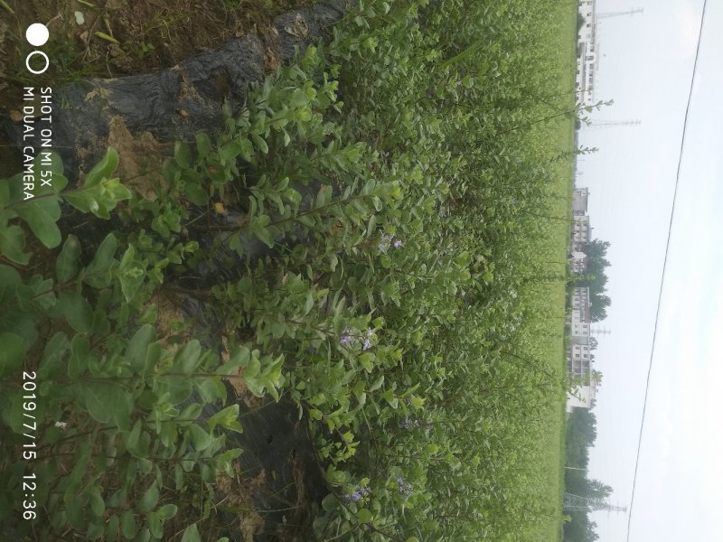单叶蔓荆子苗（单叶正品）