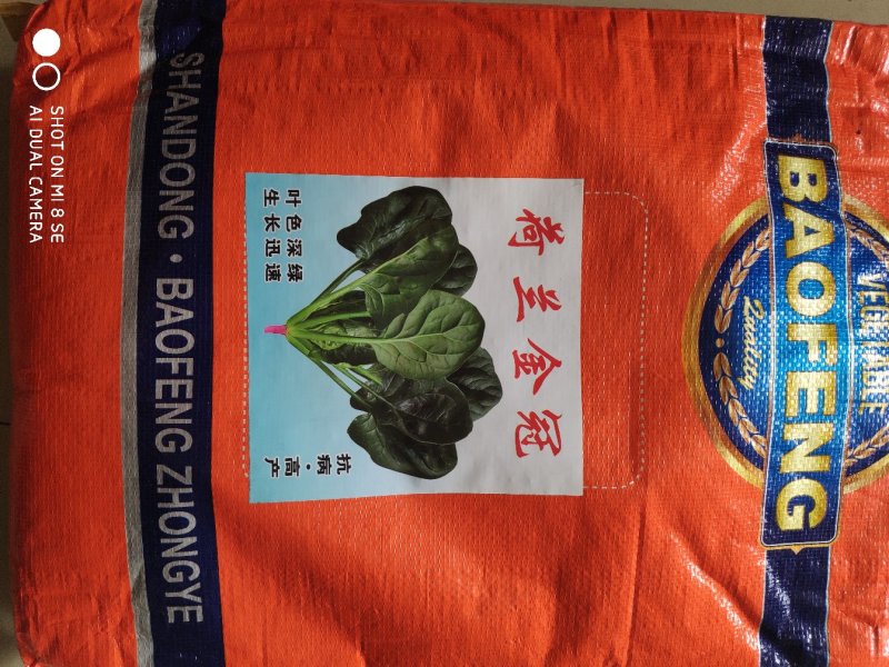 荷兰金冠菠菜种子叶色深绿叶肉厚耐抽苔产量高