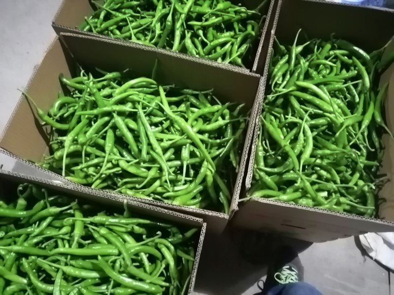 【精品】杭椒新鲜辣椒产地批发一手货源代发全国
