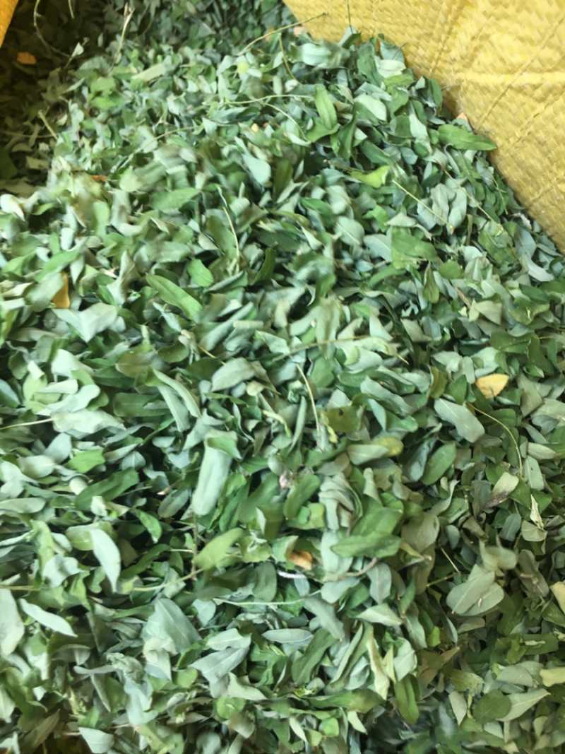 相思叶相思叶鸡骨草甜鸡骨草药材无硫