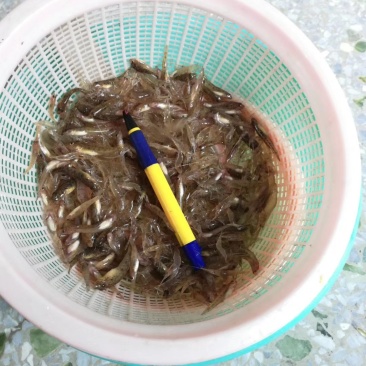 河虾批发，广西省内外发货，品质保证***********
