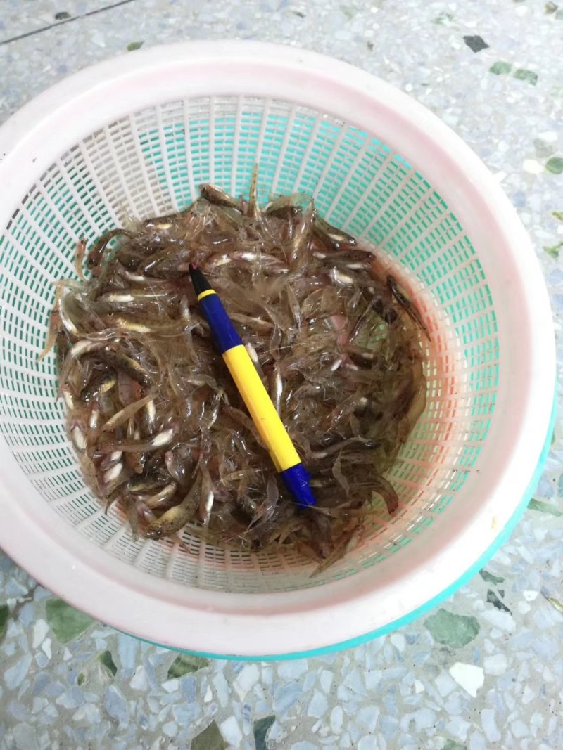 河虾批发，广西省内外发货，品质保证***********