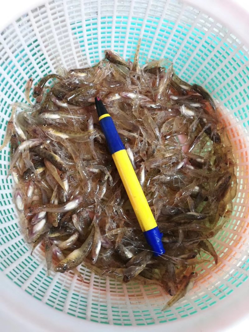 河虾批发，广西省内外发货，品质保证***********