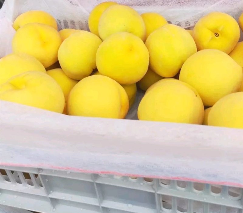 皇中皇桃