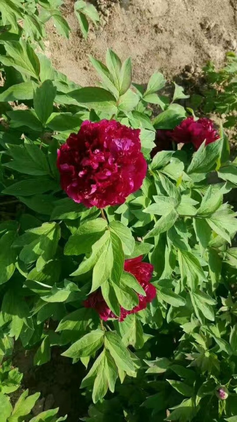 牡丹花苗，观赏牡丹，菏泽基地发货，重瓣花，保品种现要现挖