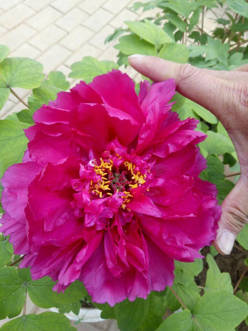 牡丹花苗，观赏牡丹，菏泽基地发货，重瓣花，保品种现要现挖