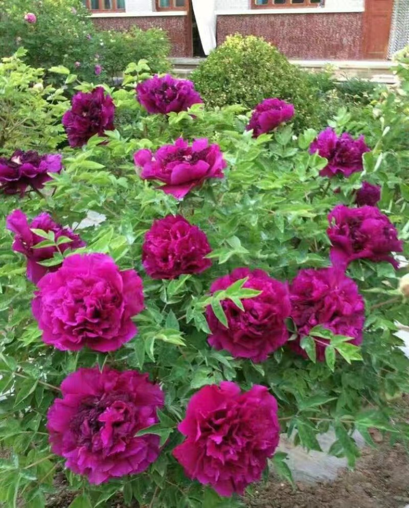 牡丹花苗，观赏牡丹，菏泽基地发货，重瓣花，保品种现要现挖