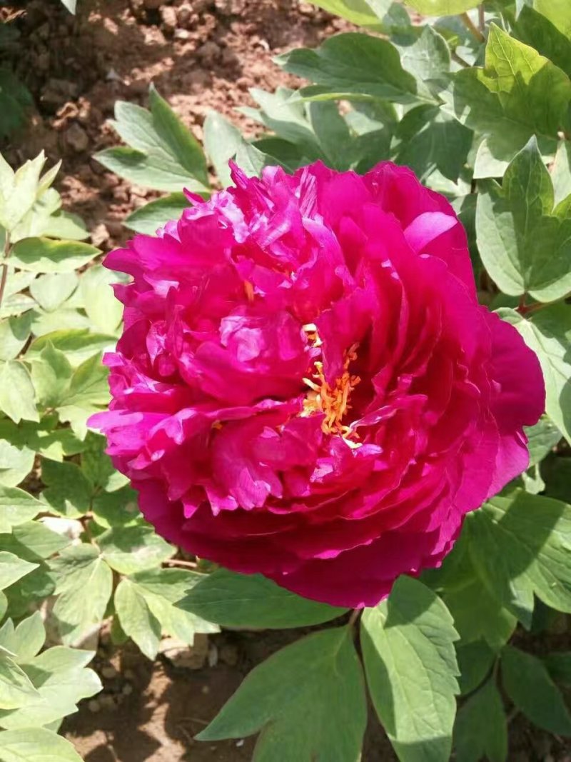 牡丹花苗，观赏牡丹，菏泽基地发货，重瓣花，保品种现要现挖