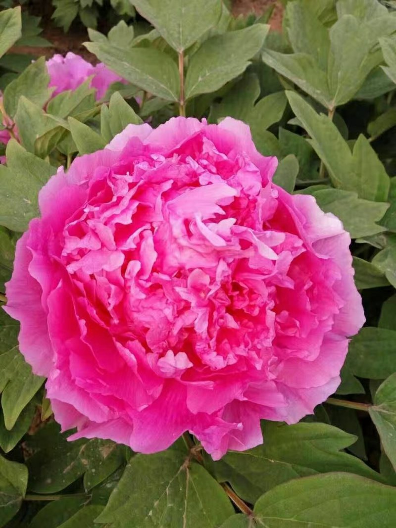 牡丹花苗，观赏牡丹，菏泽基地发货，重瓣花，保品种现要现挖