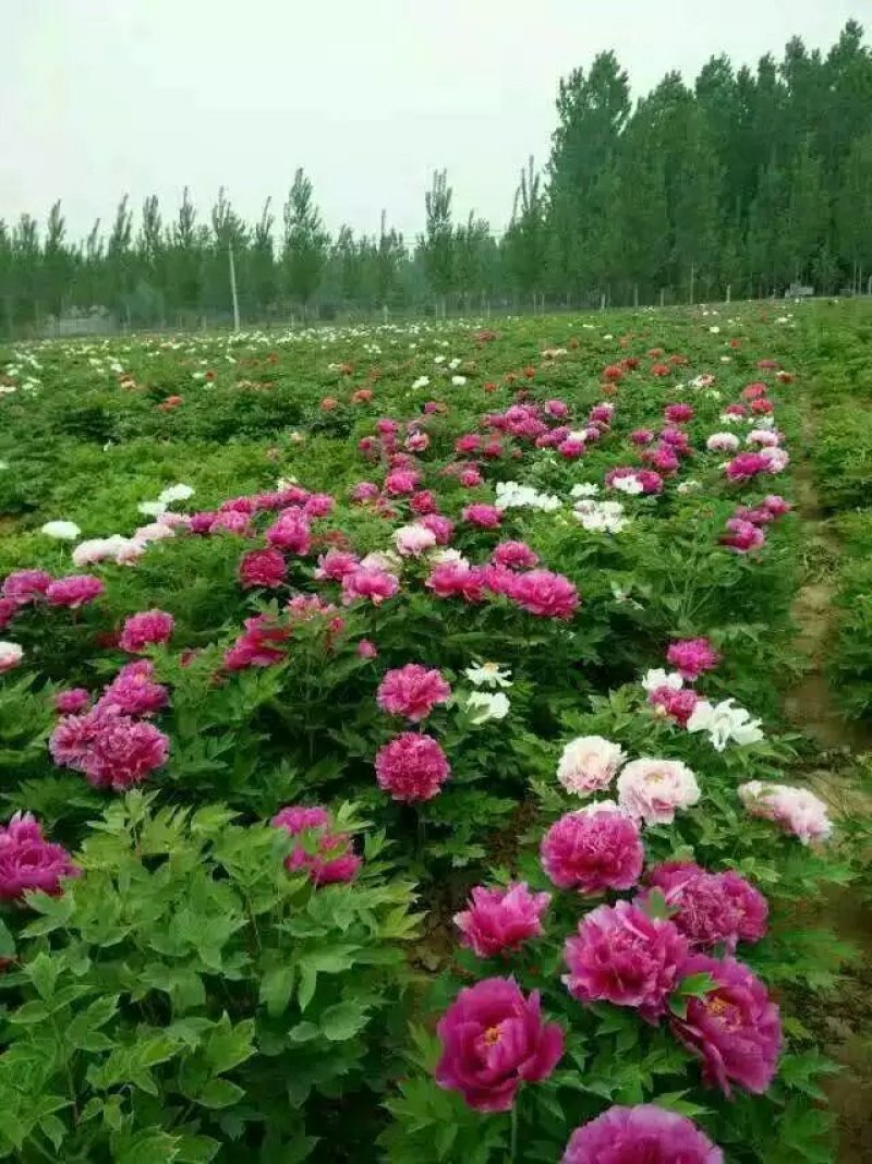 牡丹花苗，观赏牡丹，菏泽基地发货，重瓣花，保品种现要现挖