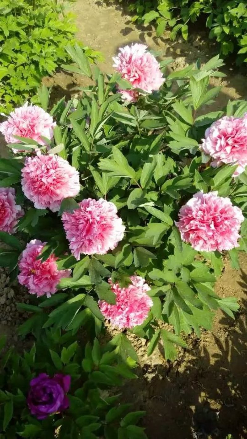 牡丹花苗，观赏牡丹，菏泽基地发货，重瓣花，保品种现要现挖