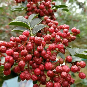 花椒苗汉源贡椒花椒苗1~2年苗,根系发达,成活率高