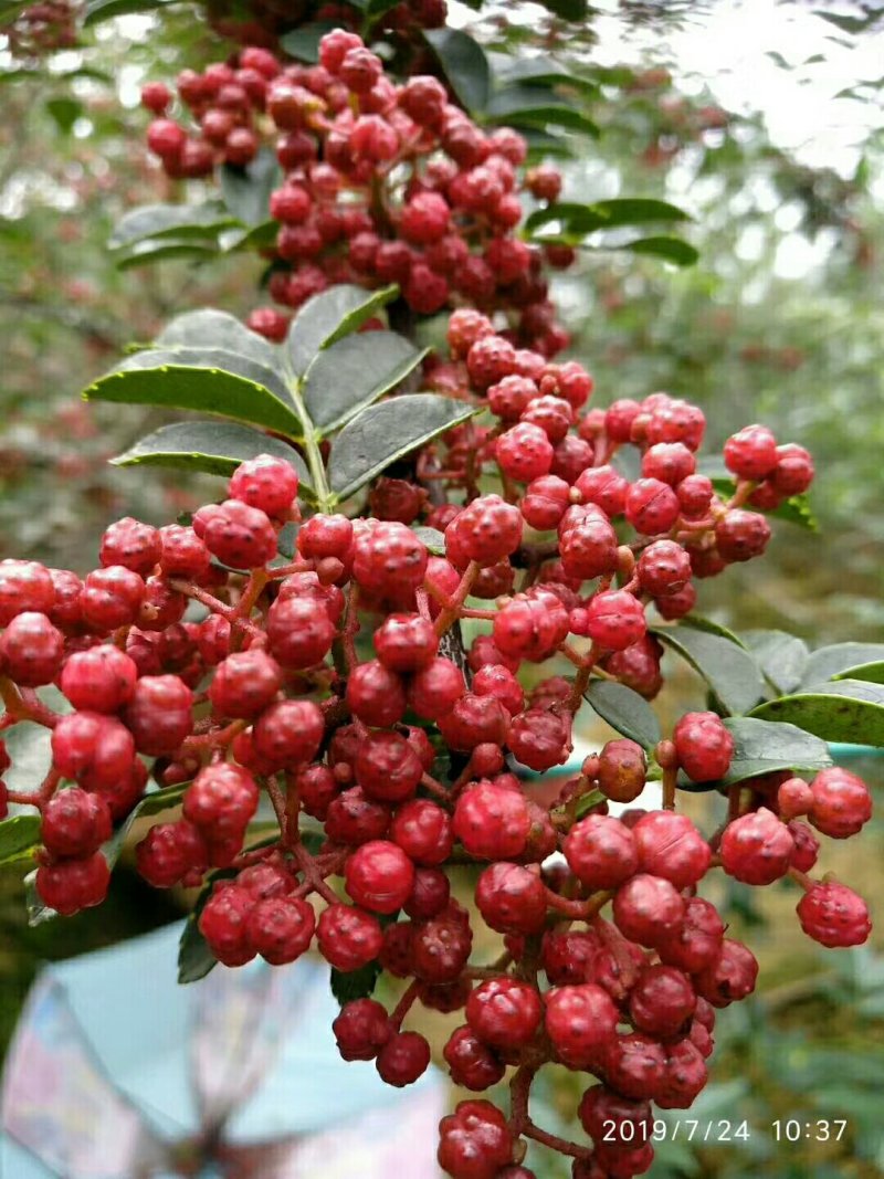 花椒苗汉源贡椒花椒苗1～2年苗，根系发达，成活率高